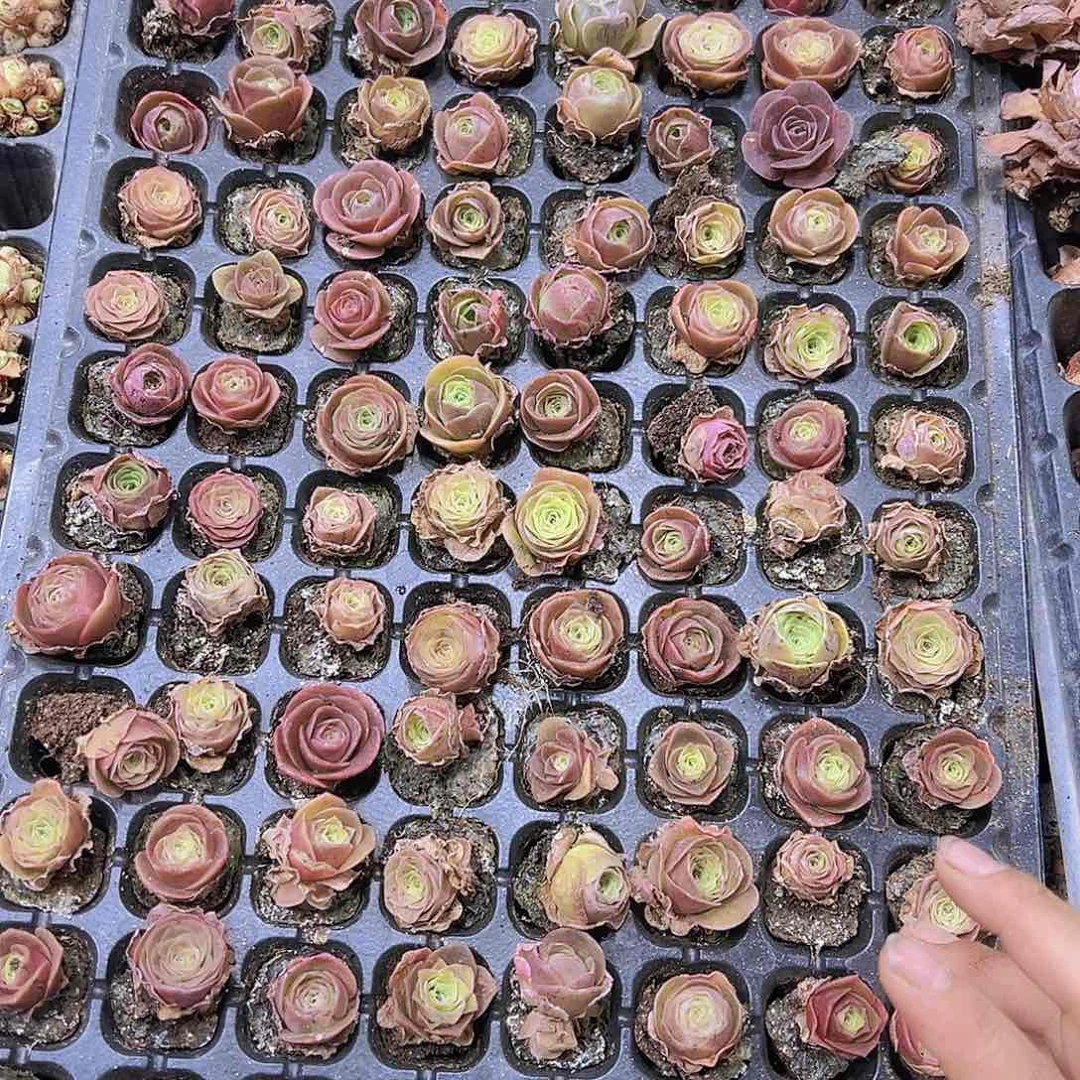 精品大帕苗1到2厘米32个带盘发