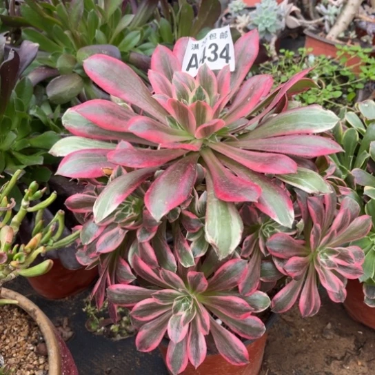 434浣纱法师不包断枝