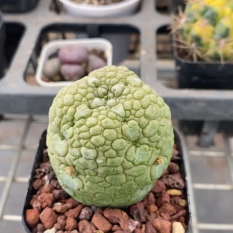 凌提玉单头4仙人球