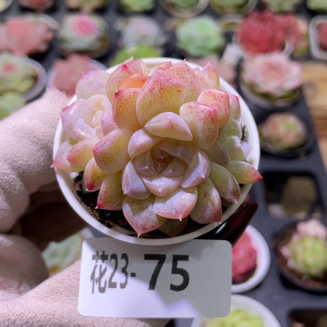 花利美23-75新品群