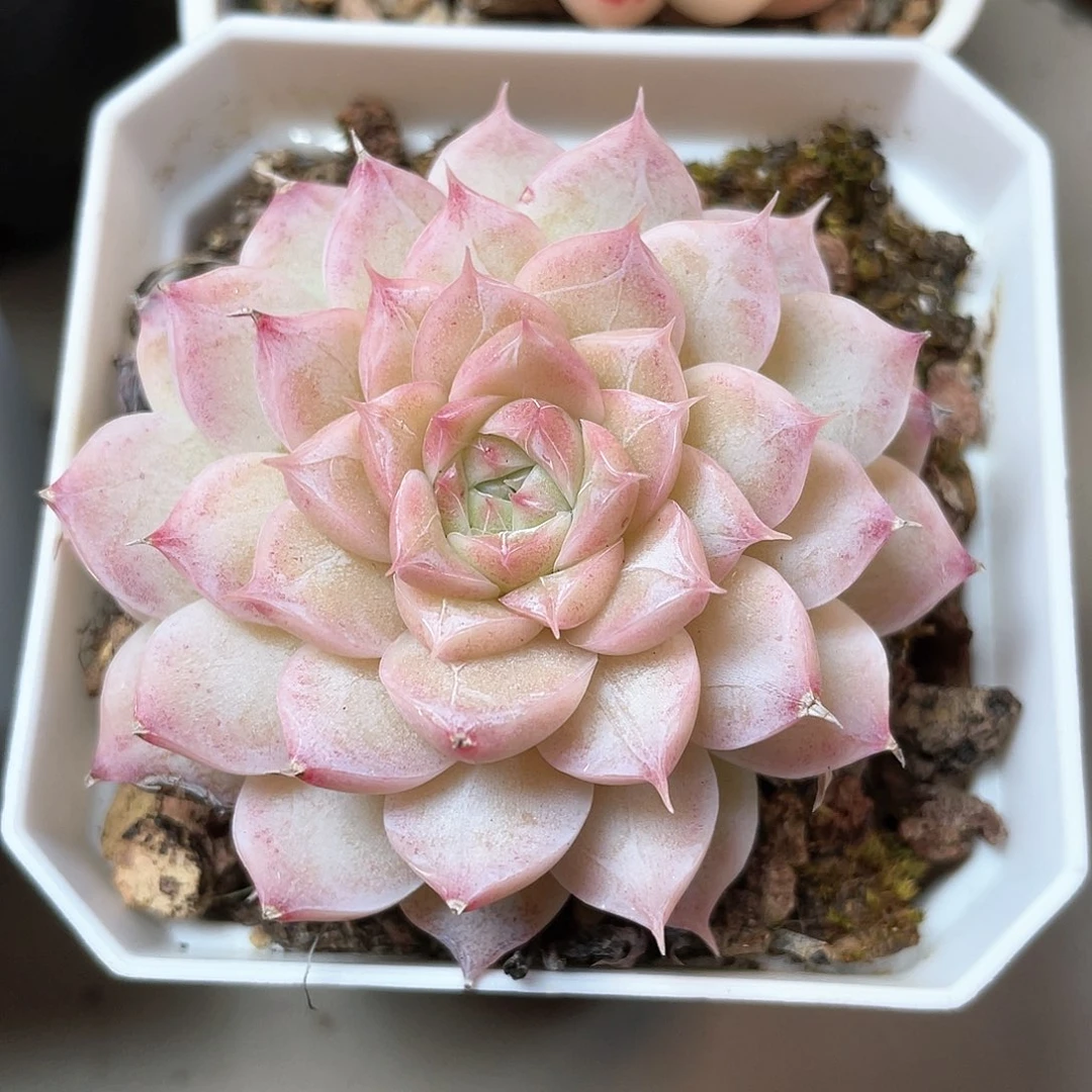 优选26号女王9088