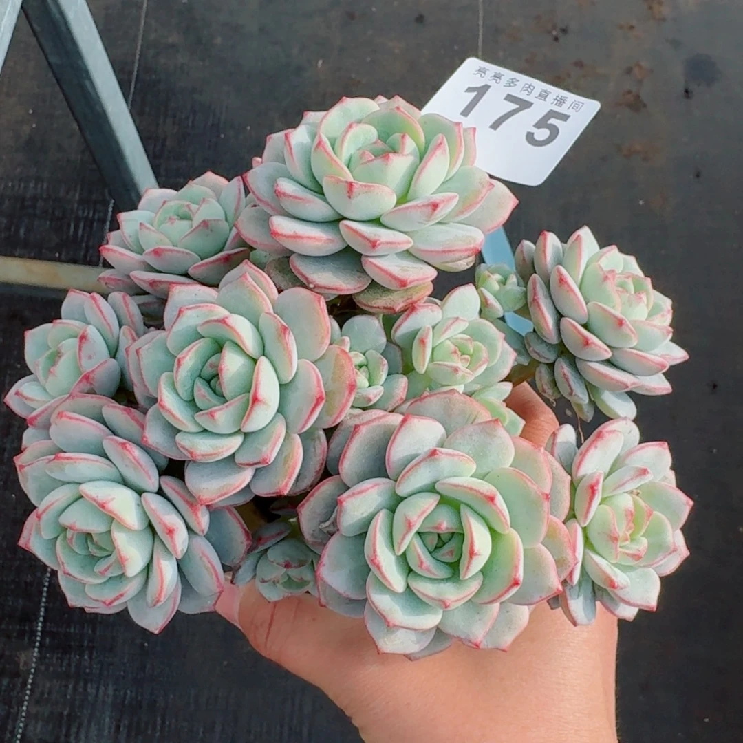 香草比斯群生整装      愿你一路坦途，乘风破浪展宏图