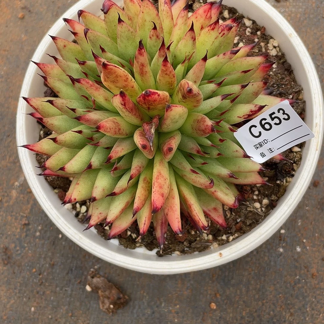 若茹东云单拍C653