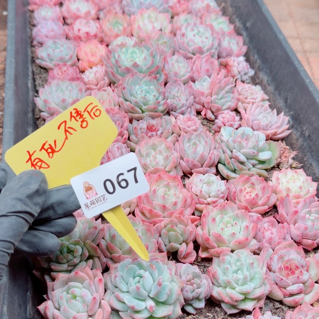 度***多肉植物多肉植物