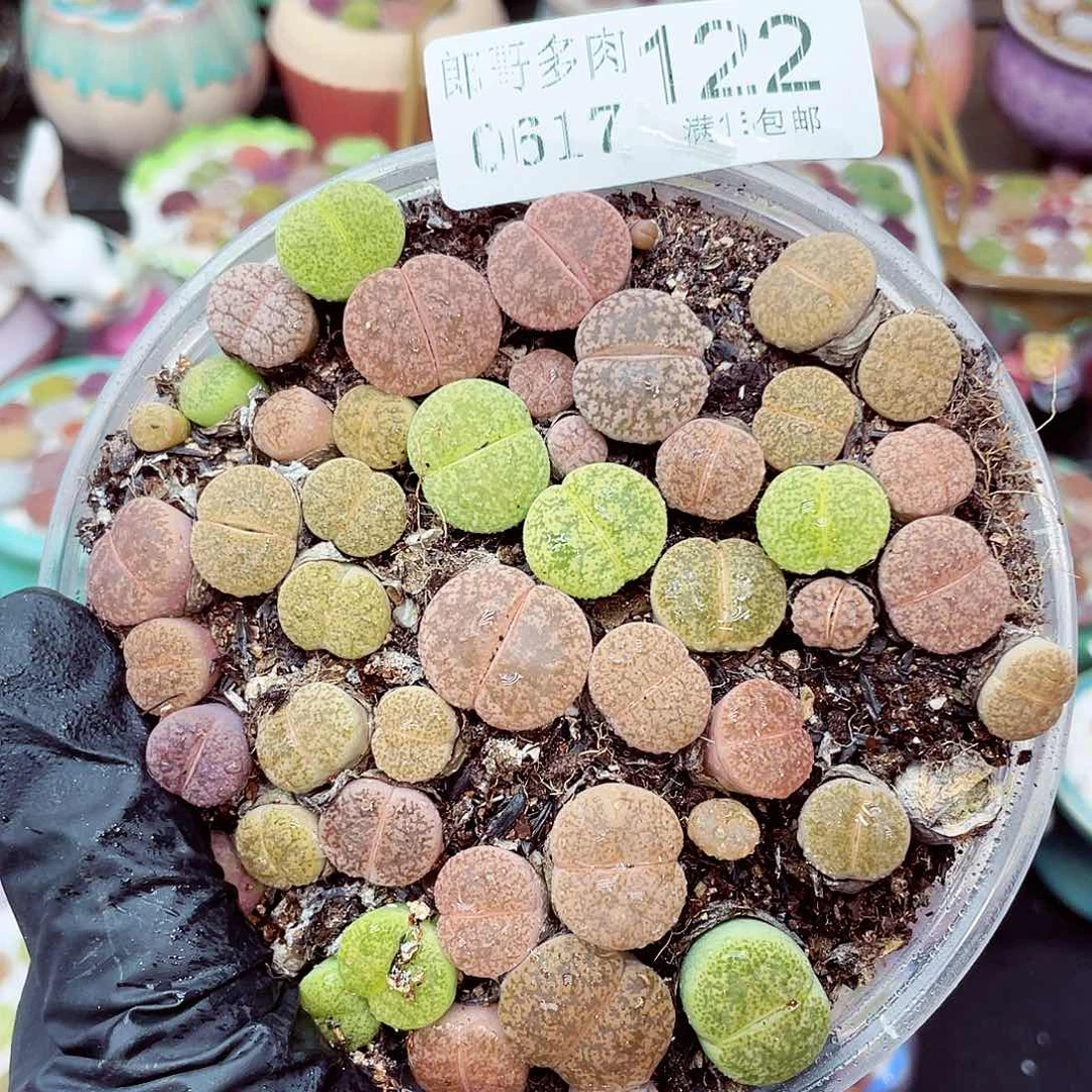 郎哥18包邮0617-122