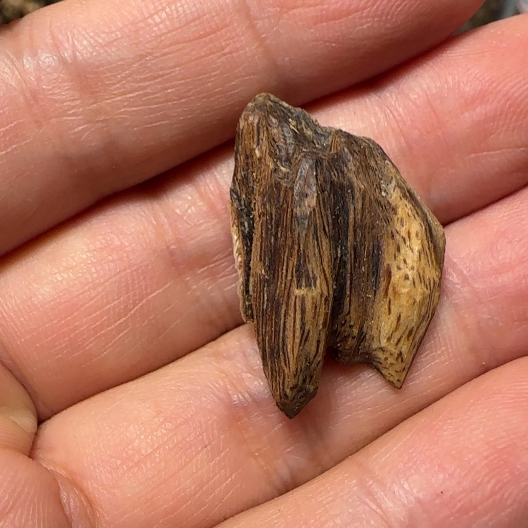 沉香沉香碎屑1.06克海南莺歌岭99沉绿奇不退