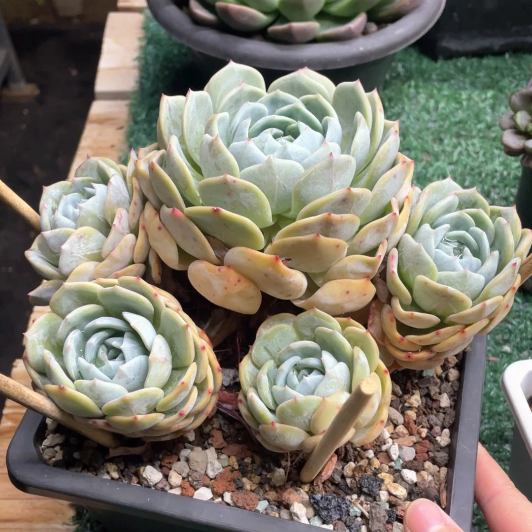 劳林一物一拍28包邮非偏远