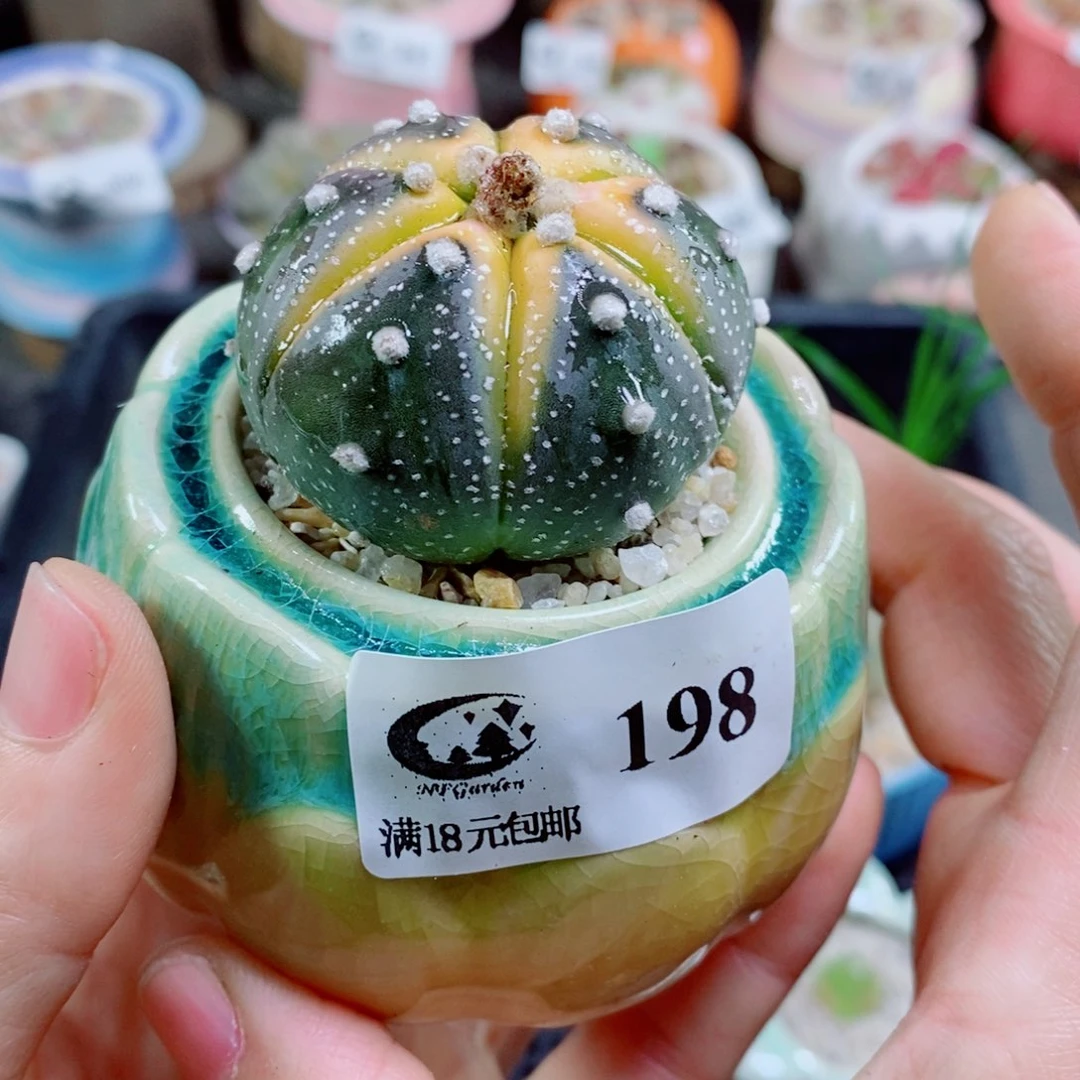 木**儿其实哈哈哈哈哈哈哈哈198