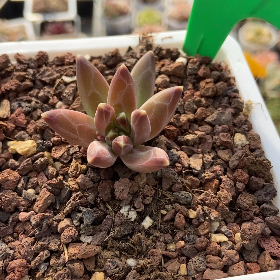 984海豚美人多肉植物保护