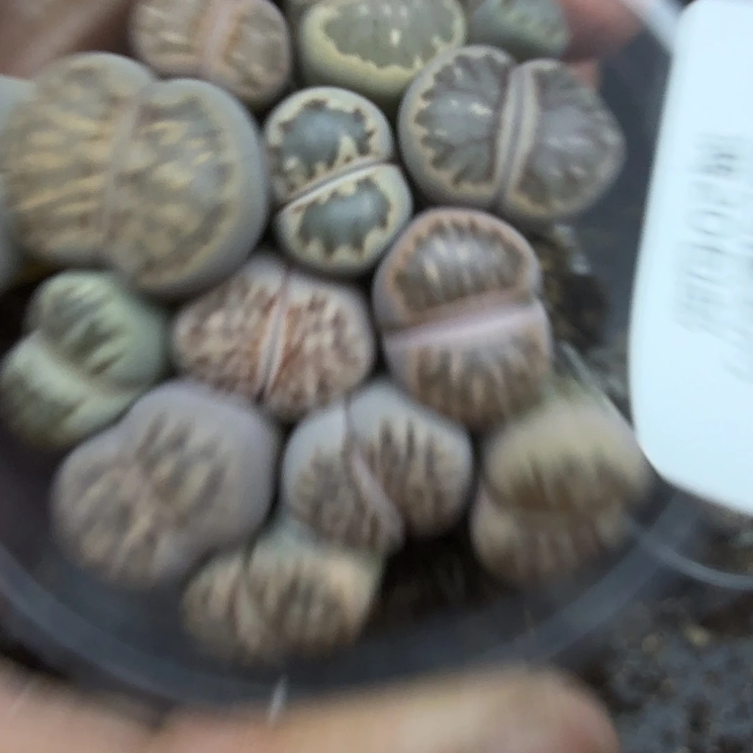 不用我送过去咯的599你