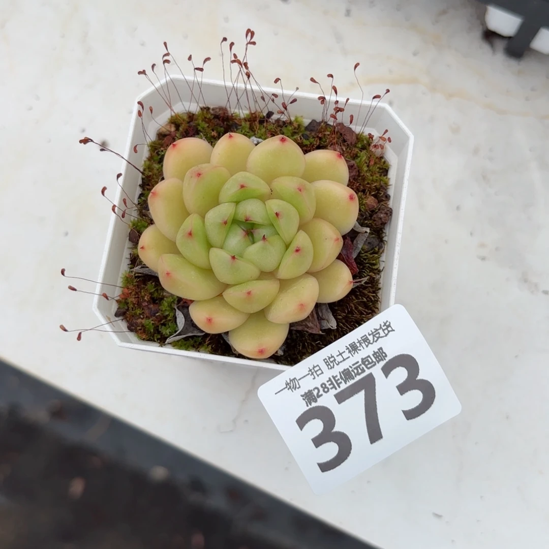 莱拉珍妮单头无盆土发货