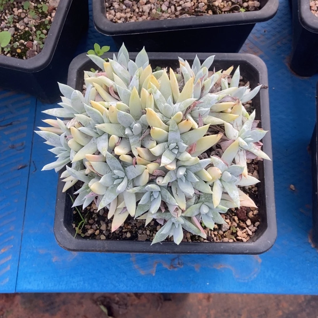 福利多肉植物啦啦啦