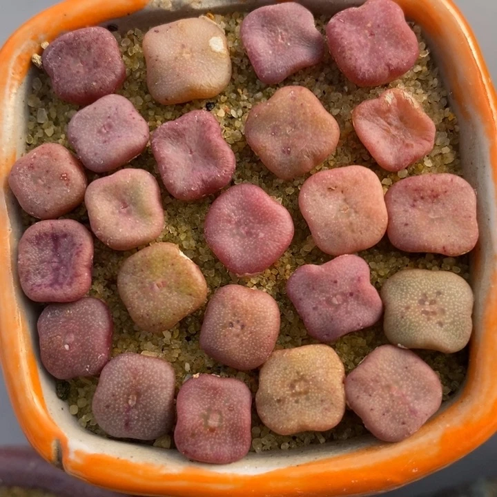 紫方碗1颗买2送1