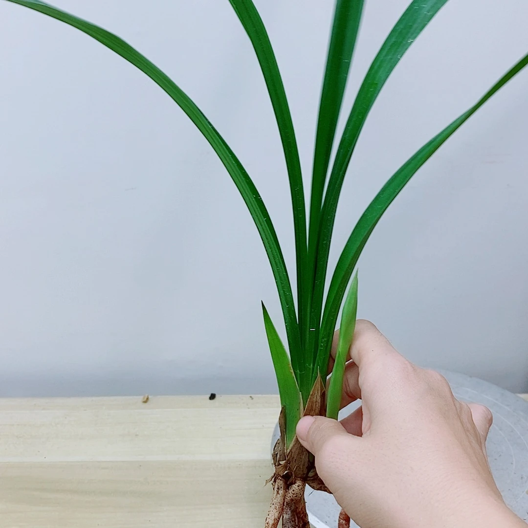 当前无花栽培后可以开花喜