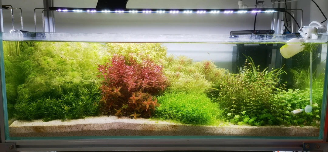 水下叶满天星紫三角，紫红小圆叶，红蝴蝶，天胡荽，螺旋烟花，雪花草