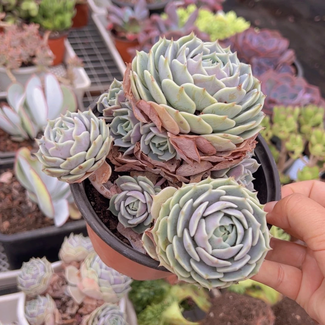 露娜莲三头起发，160杯