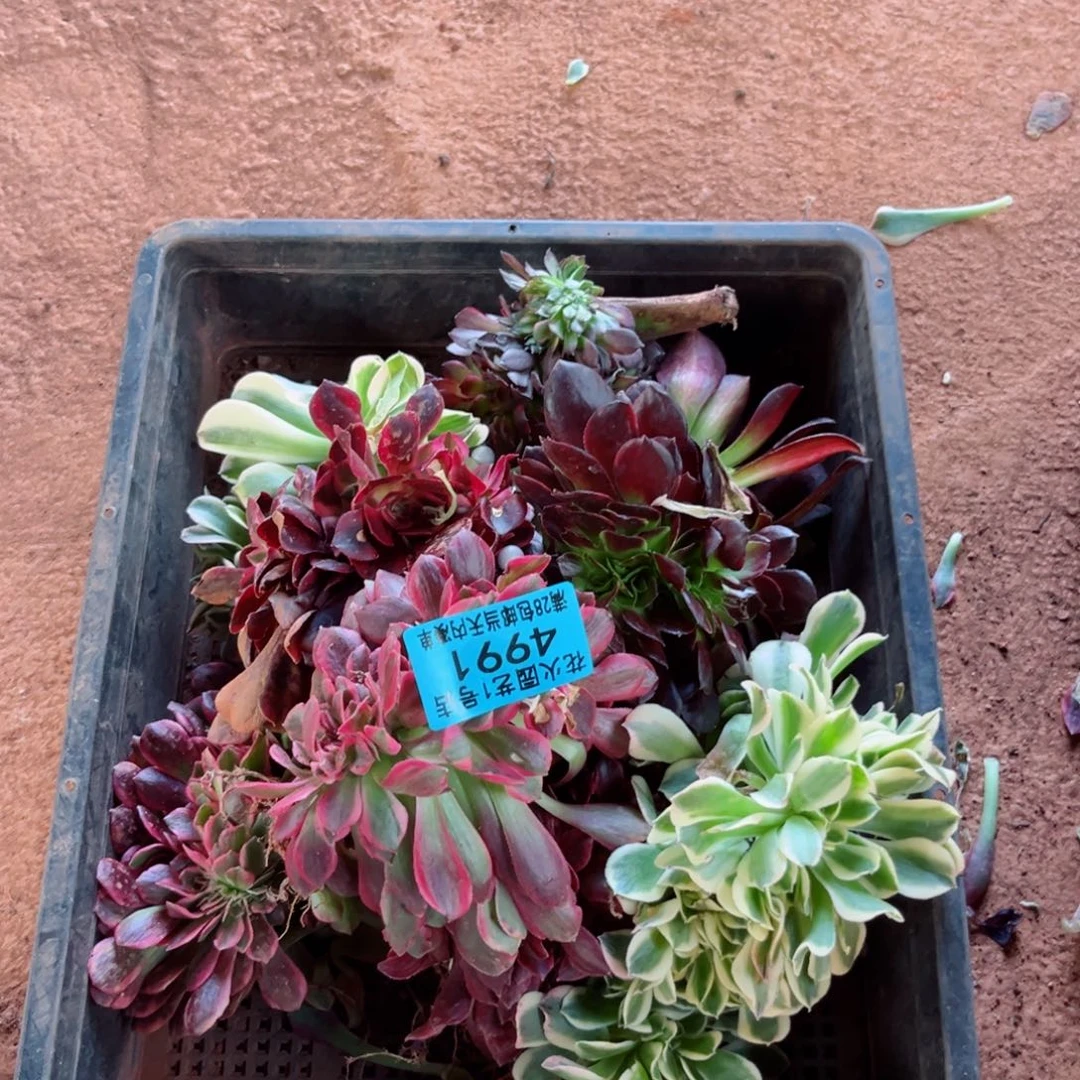 组合4991多肉植物