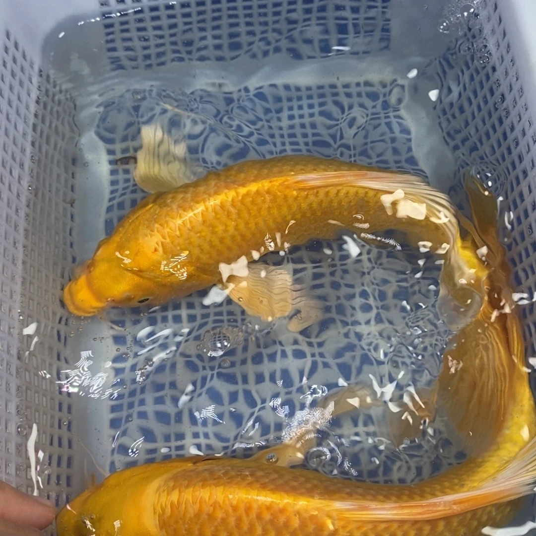 锦鲤冷水锦鲤包邮