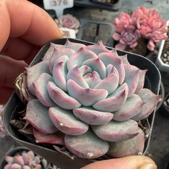 152卡洛琳多肉植物多