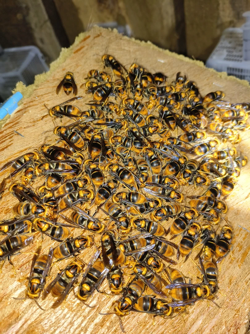 黄脚蜂王20个装第一时间拿包裹视频为证。