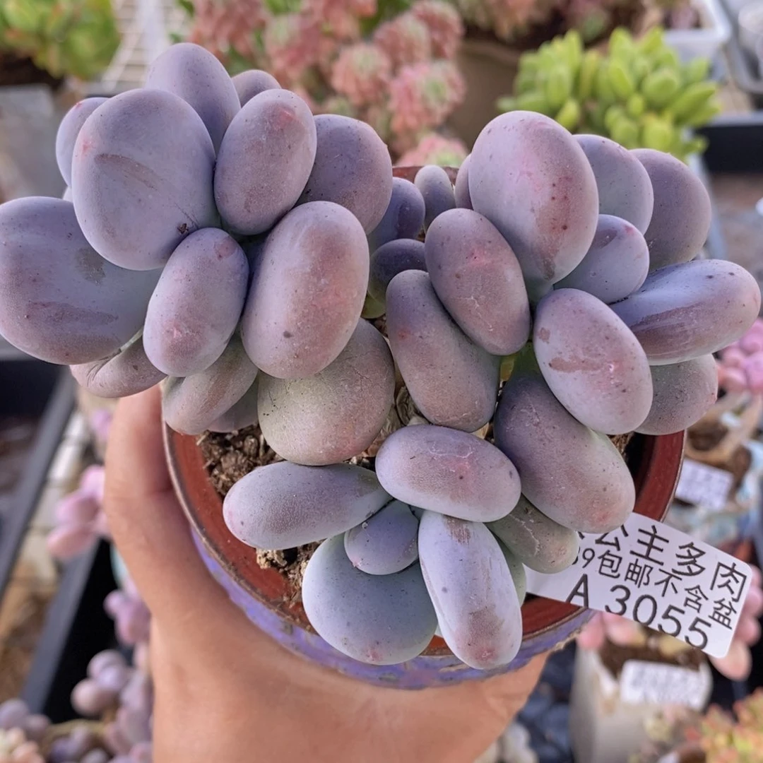 黄金大叶奶11cm3055多肉植物