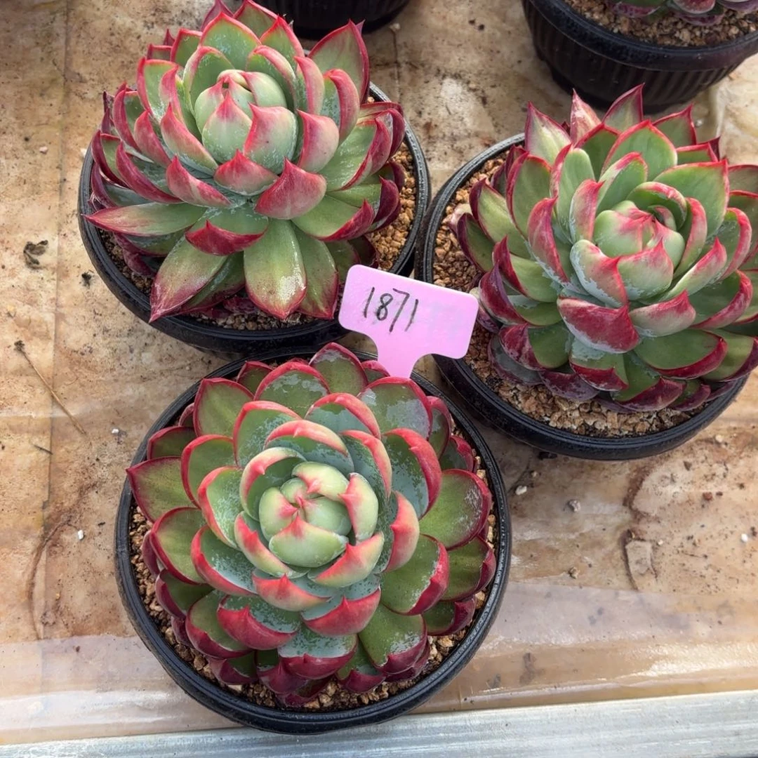 惊鸿一好看好看1871号