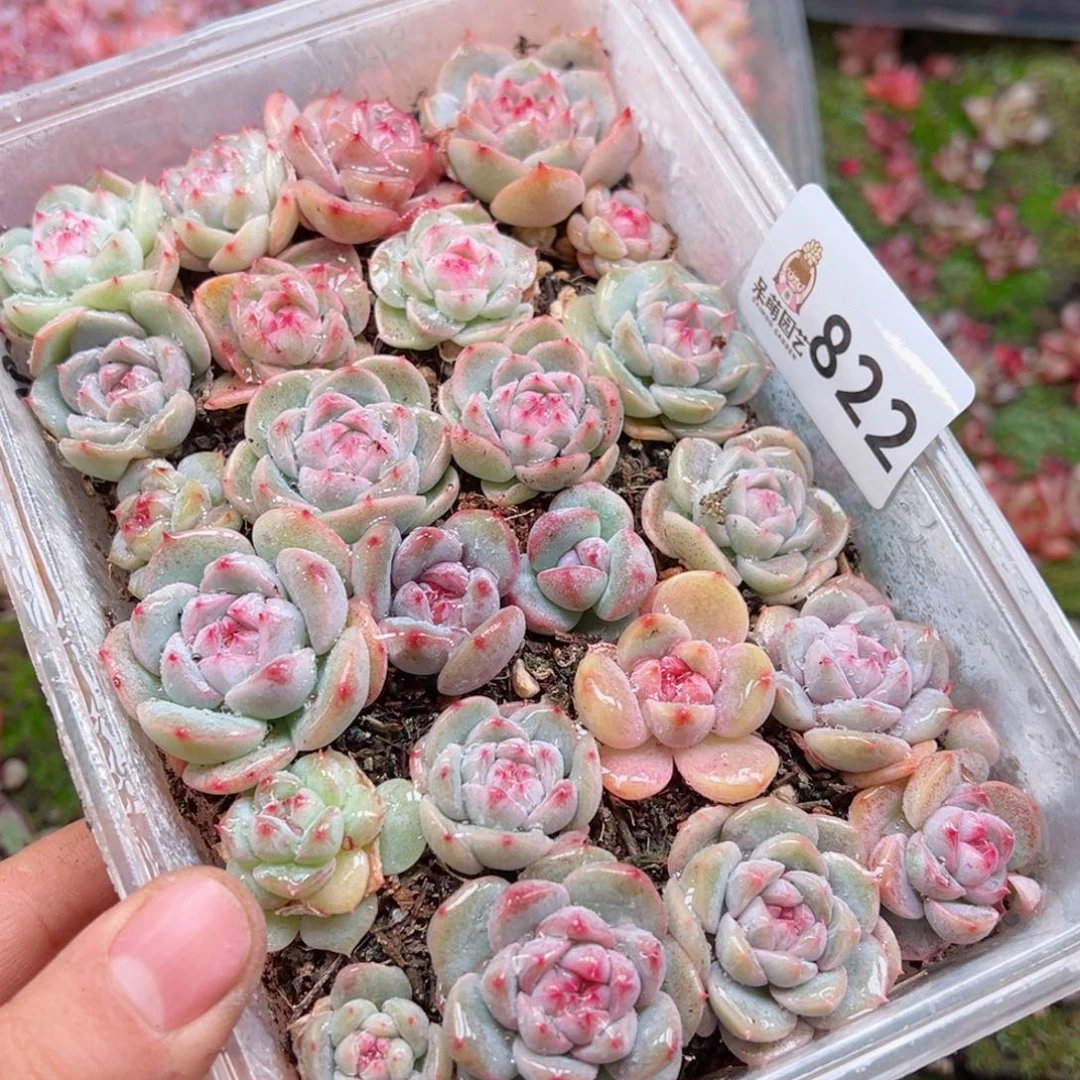 多肉植物多肉植物