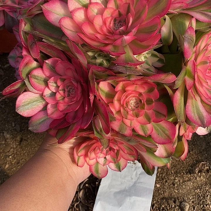 多肉荔枝960多肉植物