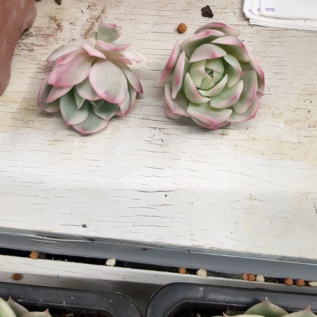 好水晶多肉植物锦