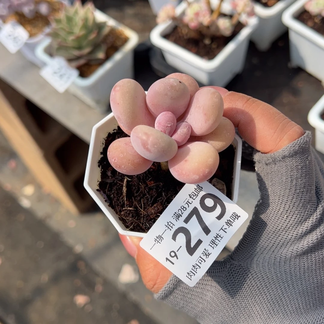 蛋黄奶多肉多肉多肉多肉多肉