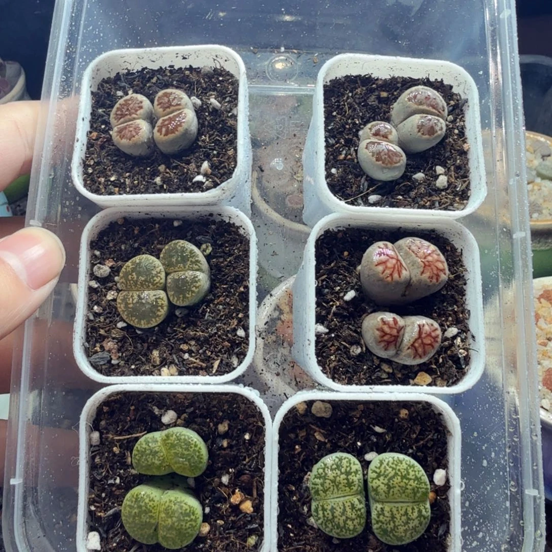 多肉植物的生长发育和979