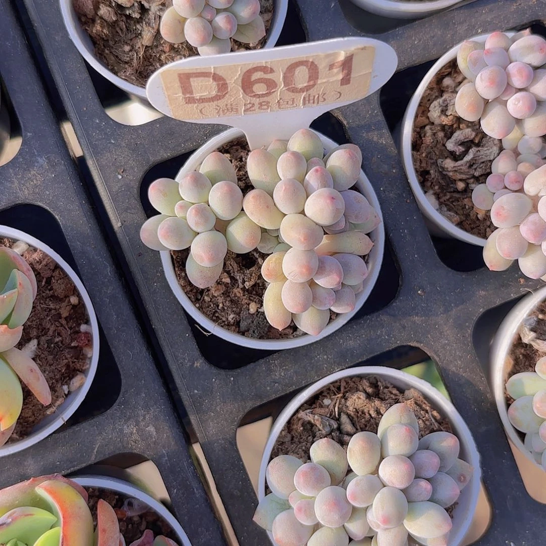 D601手指一物一拍