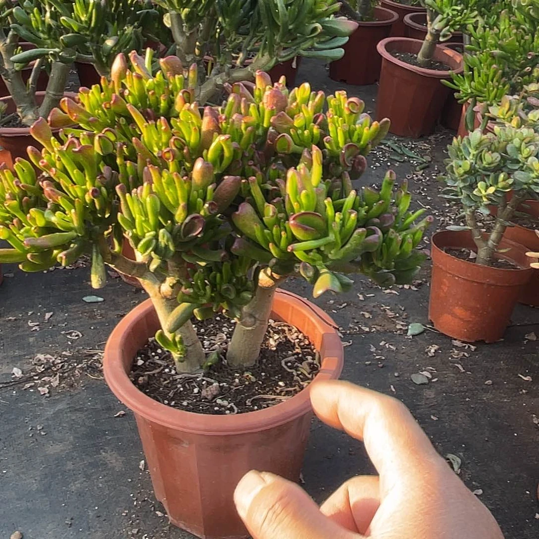 4年吸财树带土球发货