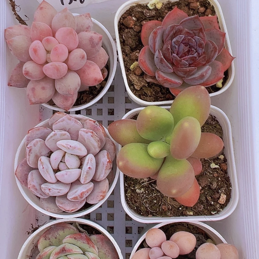 160组合6盆19包邮