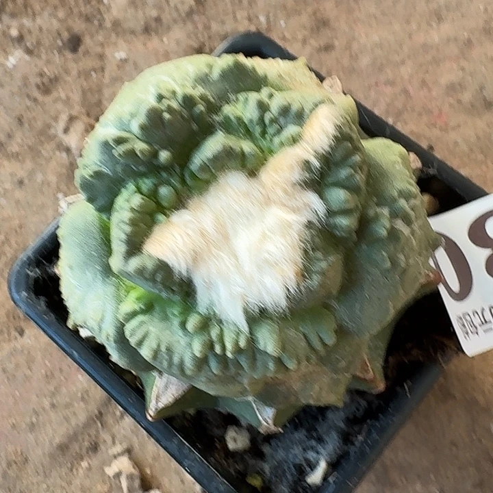 无花朵330大尤龟甲怒东三