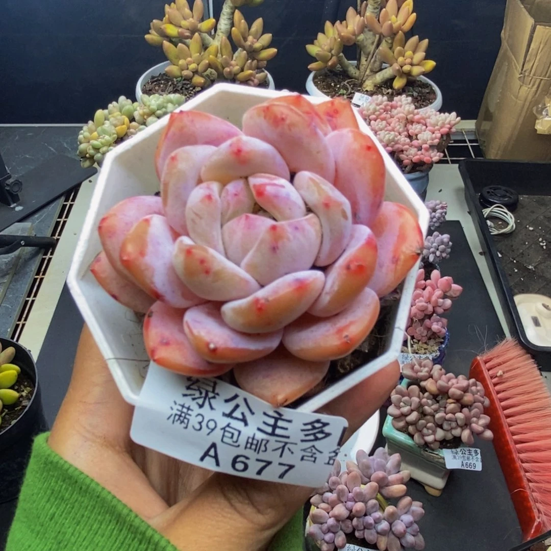 677冰糕多肉肉5c m