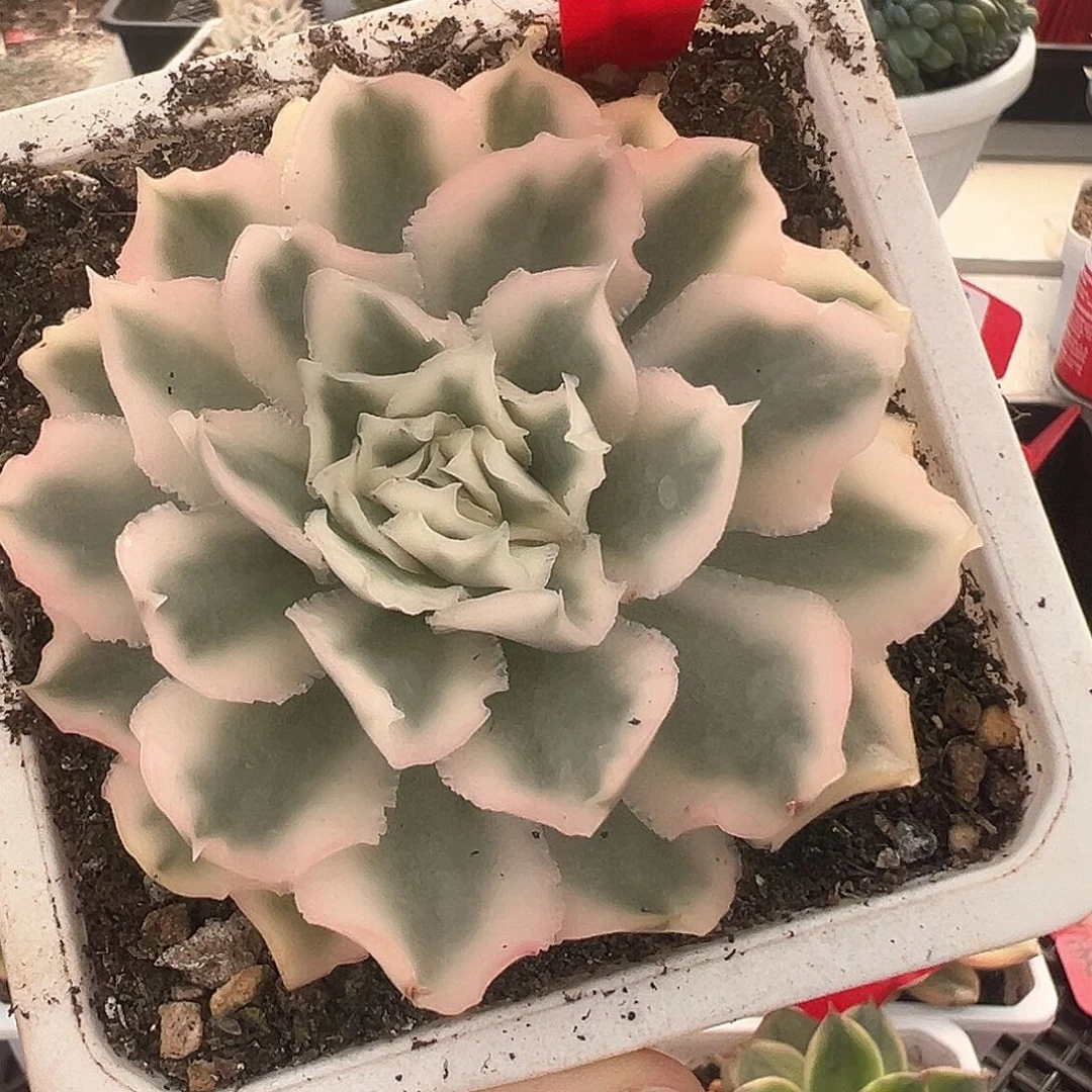 12号紫蝴蝶锦多肉植物