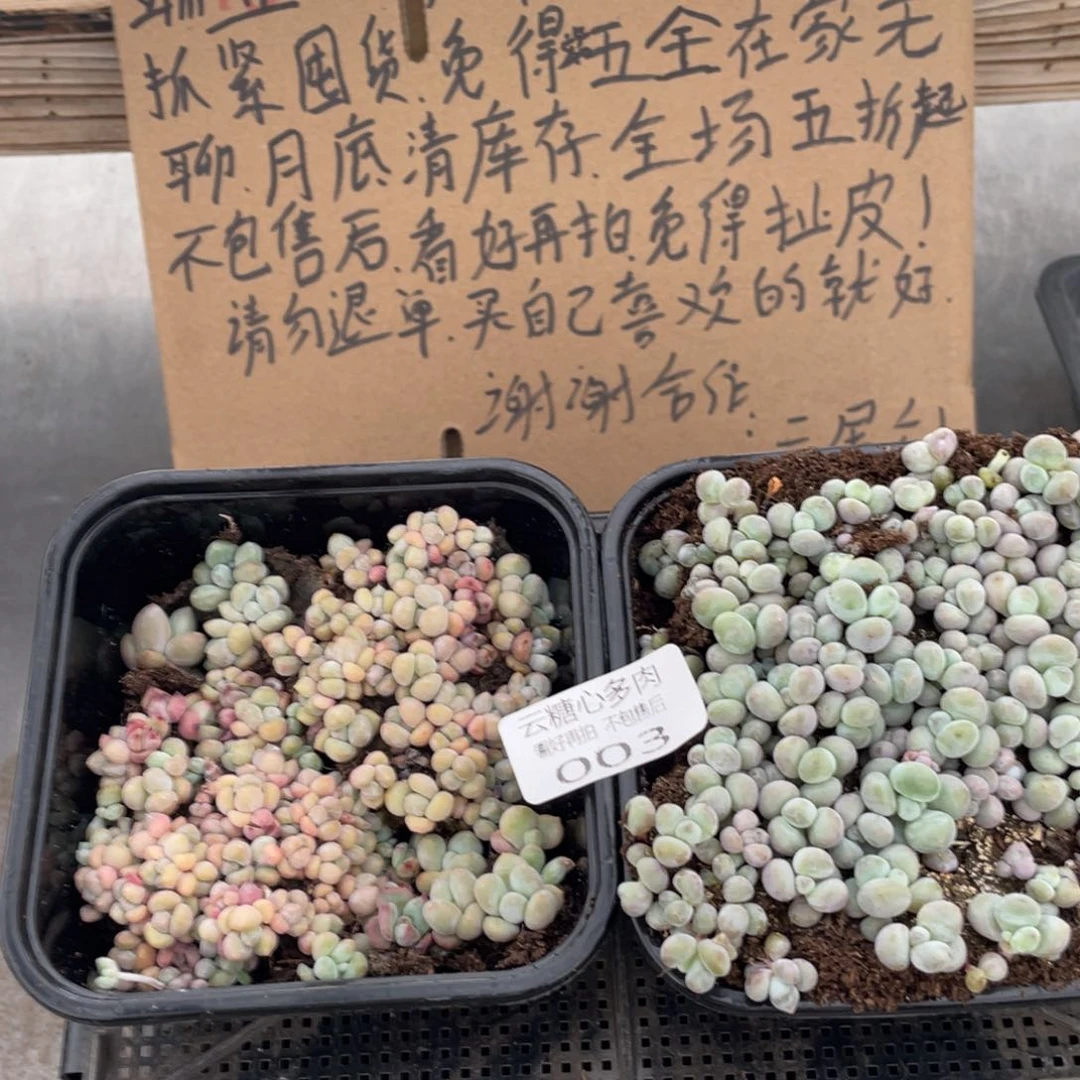 云糖心多肉植物003