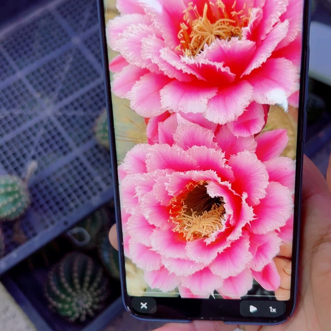 下80毛七仙女歪无根侧芽4公分左右20包邮