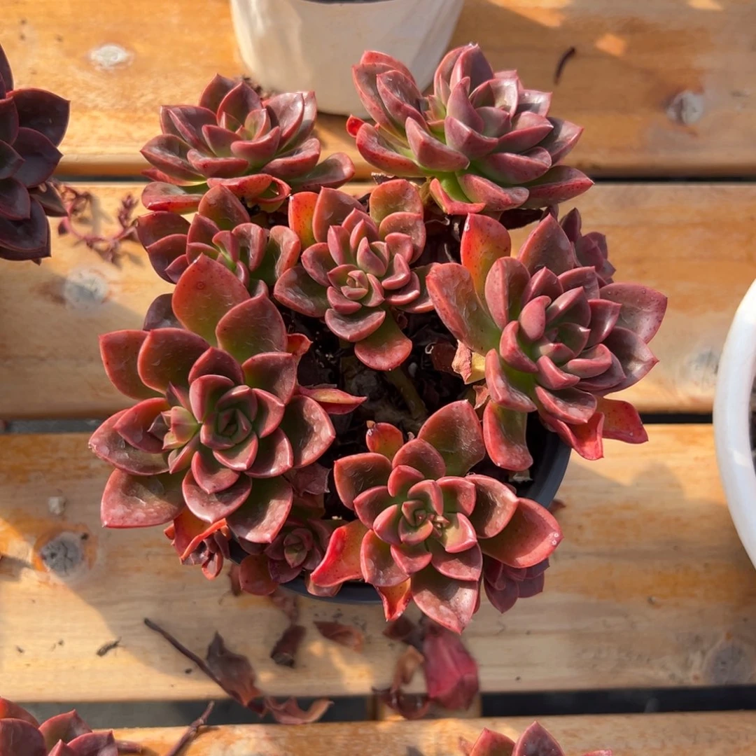 多肉巧克力【满18包邮】