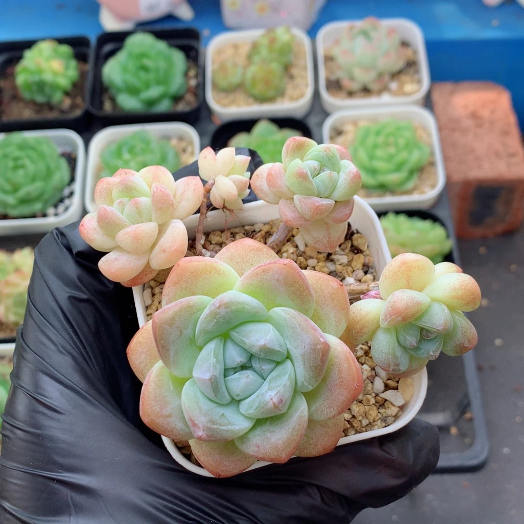 58包邮  群生不包整冰玉148