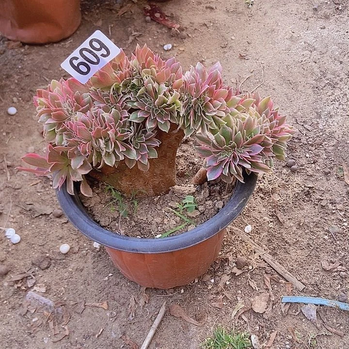 609女神缀化老板子法师