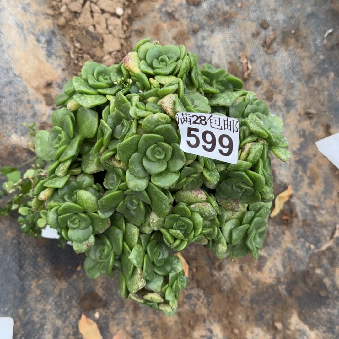 百合丽丽多肉599满28包邮断枝不包