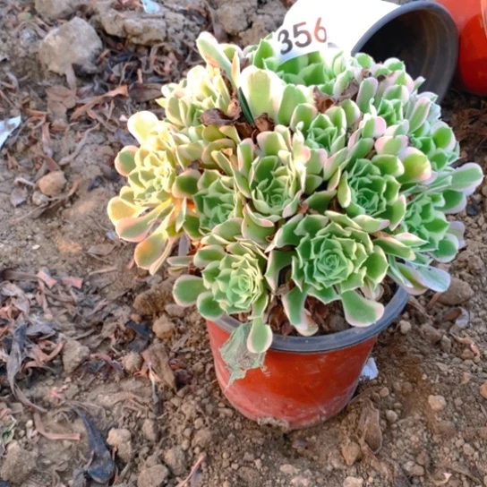 356多肉植物白凤