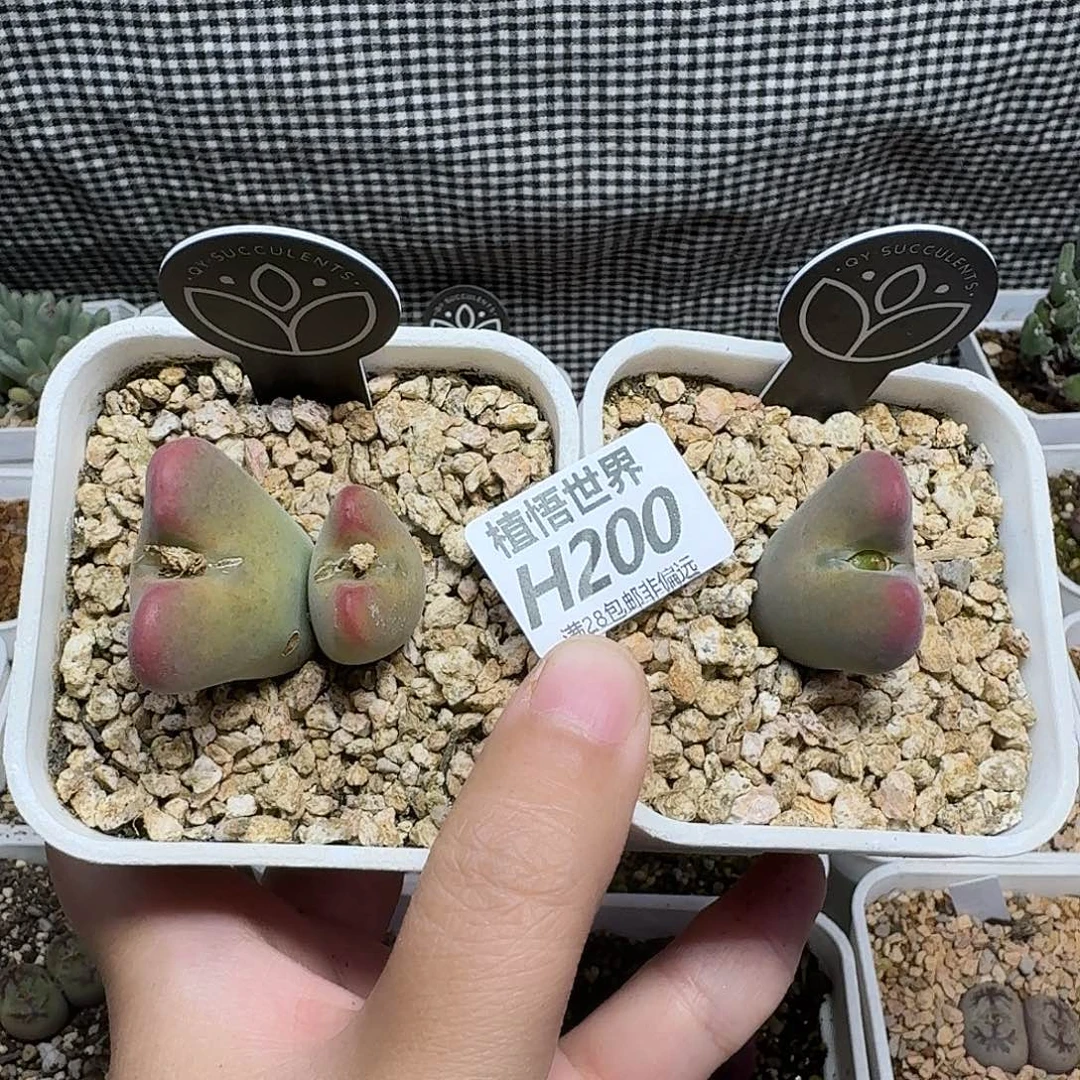 多肉植物多肉植物