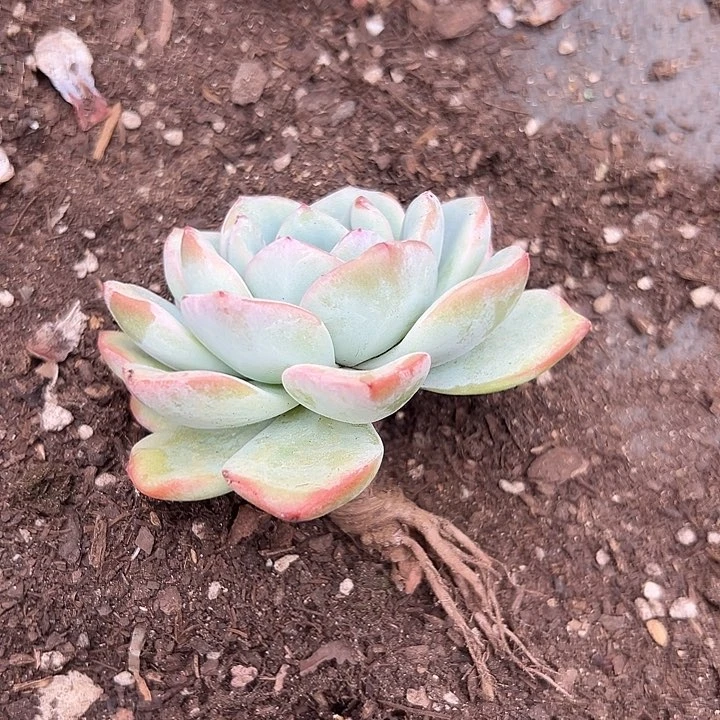 无花朵泡芙老桩。