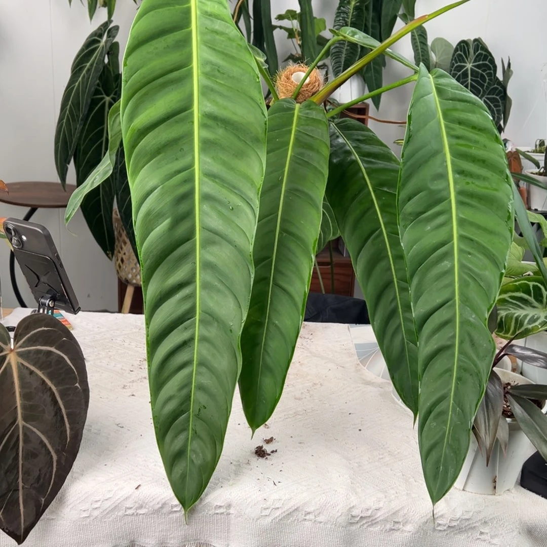 完全开放原种Pp蔓绿绒