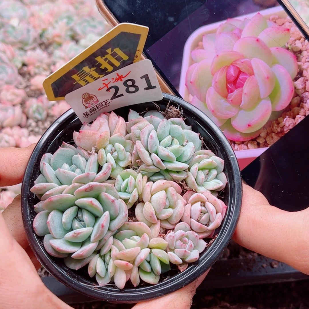多肉植物多肉植物