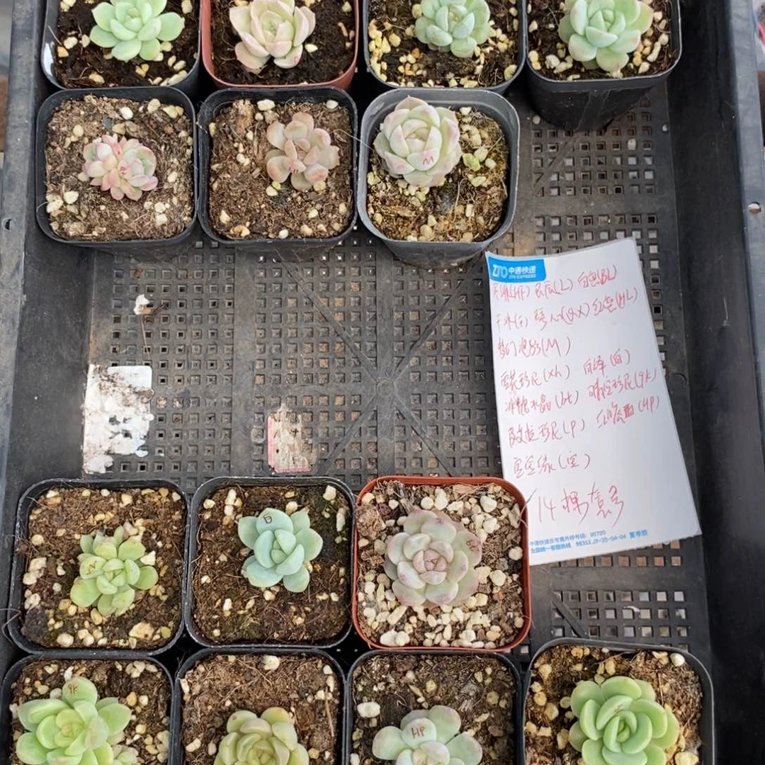 母亲节14颗苗套餐一份