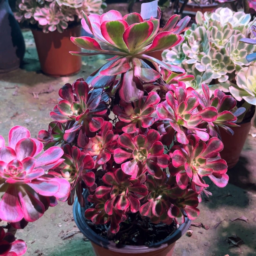 多肉植物香耐儿00199